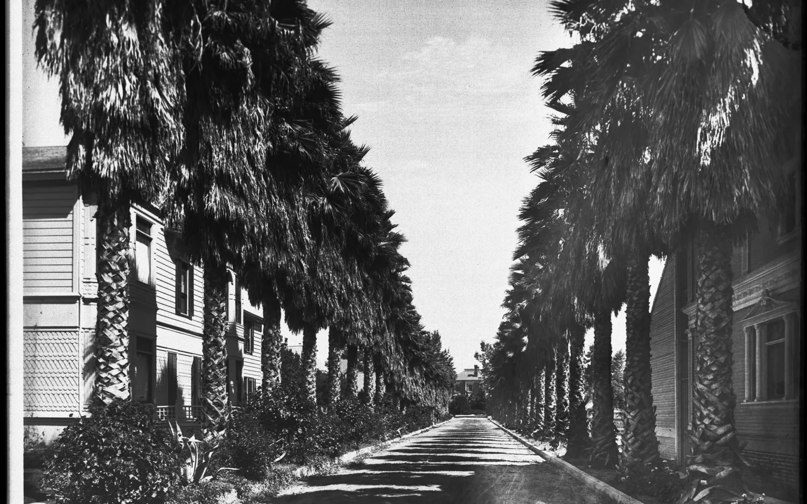 Residential street with tree-lined suburban homes and manicured yards